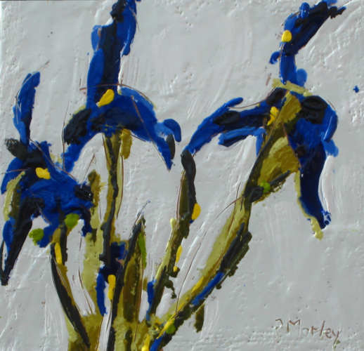 Blue Iris VI